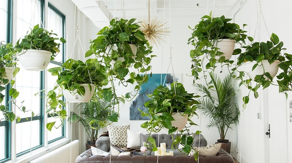 Klatreplanter innendørs